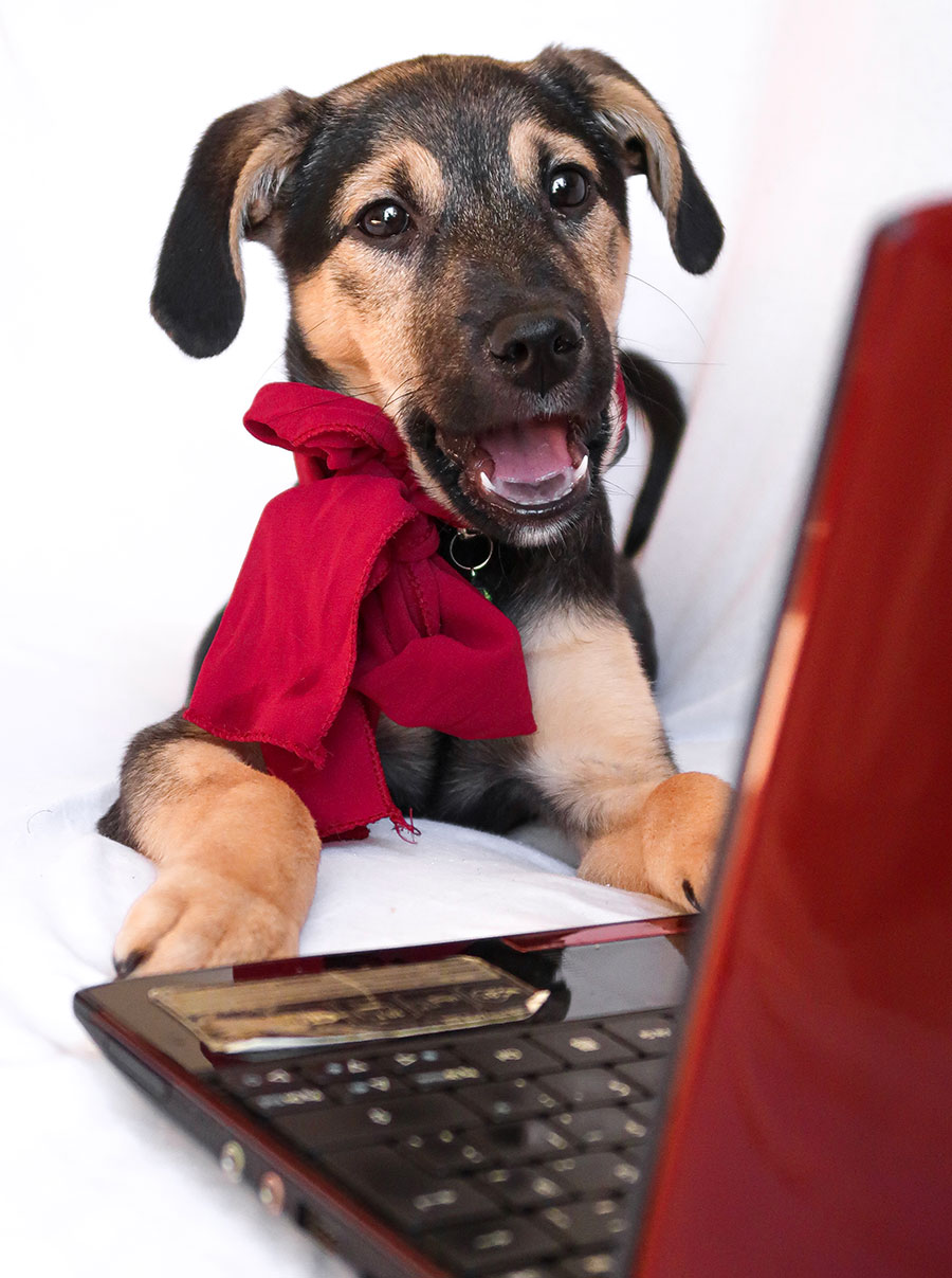 portrait-dog-sitting-floor