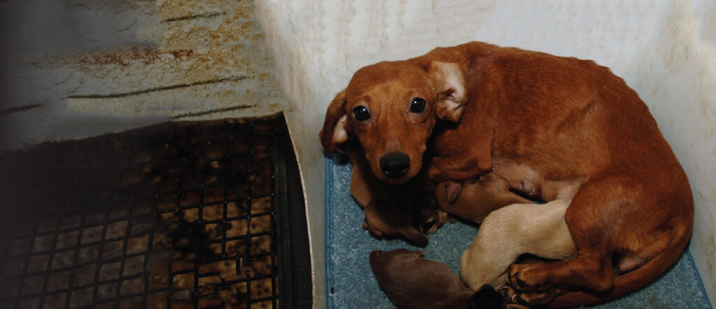 Puppy Mills – Know What To Look For