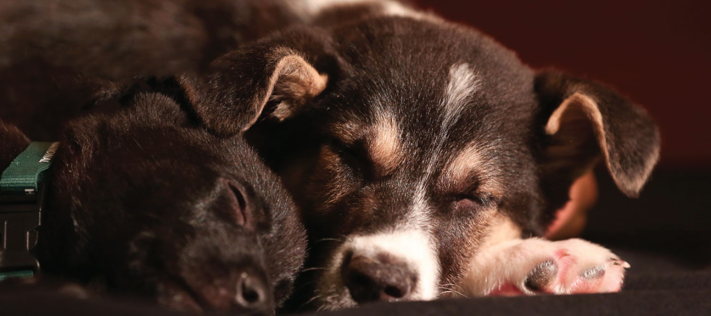 Benefits of Spaying and Neutering