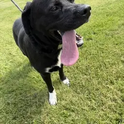 Benny