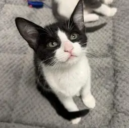 Shelby